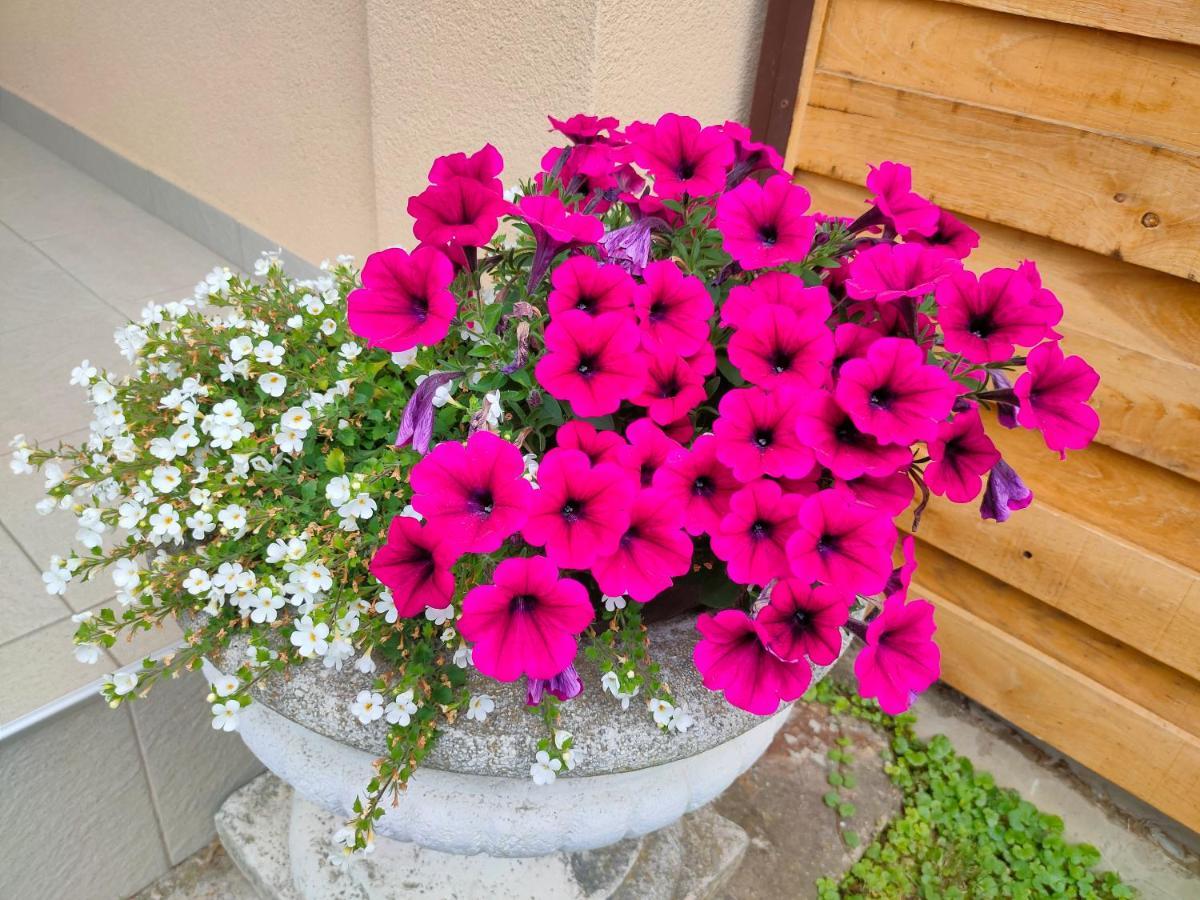 Apartmán Studio Apartman The Little Prince Apartmani Borik Bjelovar